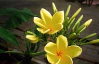 Yellow frangipani